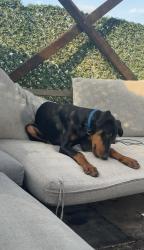 גור דוברמן בן 6 חודשים