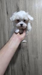 גורי מלטז מהממים לאחר חיסון