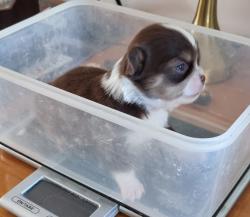 גורות נקבות