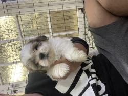 גורי שיצו מושלמים מחפשים בית