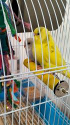 זוג תוכונים מתוקים האכלת יד,