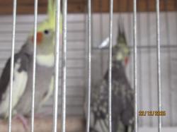 ברשותי 3 קוקטיילים זכר לטינו ו3 נקבות