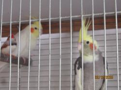 ברשותי 3 קוקטיילים זכר לטינו ו3 נקבות