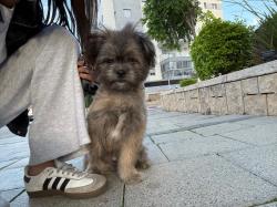 גור בן 5 חודשים עבר