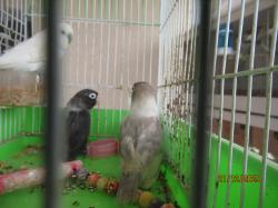 ברשותי פישרים במוטציות נדירות שני