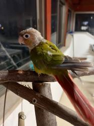 תוכי מסוג גרינצ'ק חמוד בן