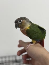 קוניור גרין צ’יק האכלת יד