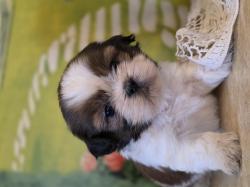 גורי שיצו אחרונים לשריון נולדו ב 10