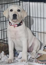 גורת לברדור גזעית בת 3