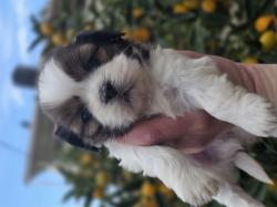 גורי שיצו מהממים ברמה הכי