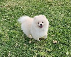 גורה יפה בת 3 חודשים,