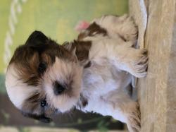 גורי שיצו מהממים יהיו מוכנים