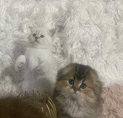 סקוטים גזעיים ומהממים פעלי אופי