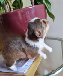 גורות נקבות