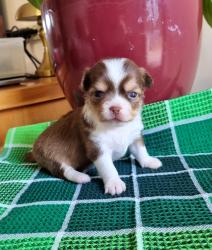 גורות נקבות