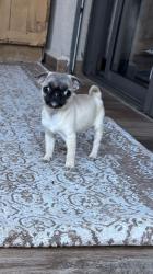 פאג סיני מושלמים  אחרי