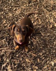 לאה היא פודל מקסימה בת