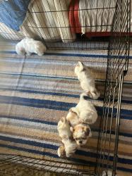 גורי שיצו מהממים בני חודשיים