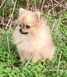 גורה מהממת בת 8 חודשים