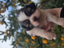 גורי שיצו מהממים נולדו ב 13