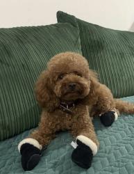 ג׳וי יפיוף מחפש זיווג 28