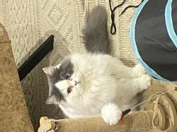 זכר סקוטי פרווה ארוכה מיוחד