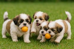 שיצו חמודים