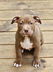 גור פיטבול כמעט בן חודשיים