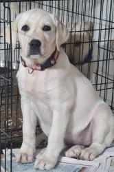 גורת לברדור גזעית בת 3