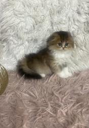 סקוטים גזעיים ומהממים פעלי אופי