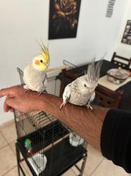 זוג קוקוטיילים בני 7 חודשים