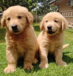 גורים מקסימים, זכר ונקבה, לבית