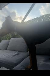 גור דוברמן בן 6 חודשים