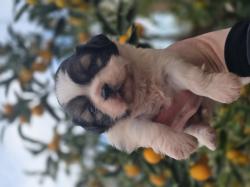 גורי שיצו מהממים נולדו ב 13