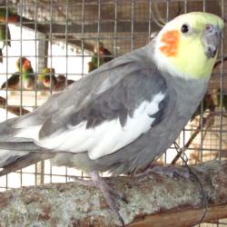 שתי קוקוטייל אפורים פרה זכר