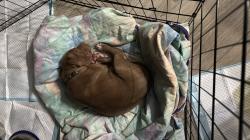 גור פיטבול כמעט בן חודשיים