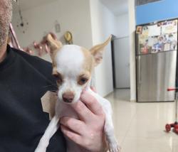 מיילו בן 7 חודשים כלב