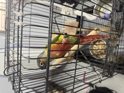 קוניור גרין צ’יק האכלת יד