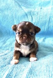 גור ציוואווה ארוך שיער שוקולד (זכר)