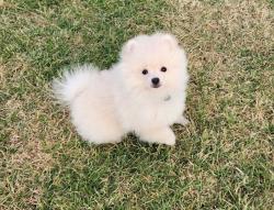 גורה יפה בת 3 חודשים,