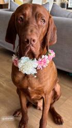 מיילו – זכר מהמם בן