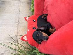 גור תחש בן חודשיים מחוסן