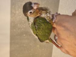 4 גוזלים של גרין צ'יק – גיל 23 יום – ידני/מאוכל ביד