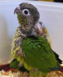 4 גוזלים של גרין צ'יק – גיל 23 יום – ידני/מאוכל ביד