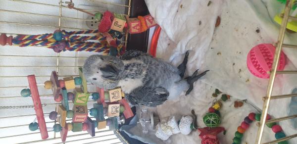 התוכי כרגע מסיים דייסה התחיל