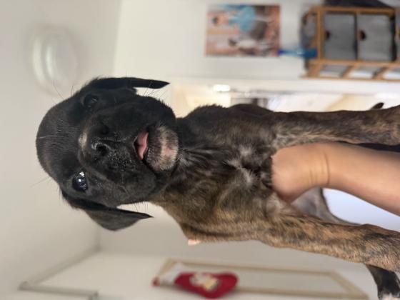 בוקסריות גזעיות מעלפות נישארו שלוש