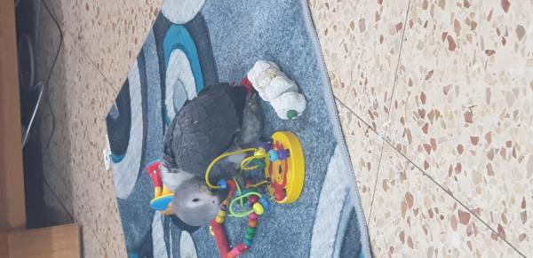 התוכי כרגע מסיים דייסה התחיל