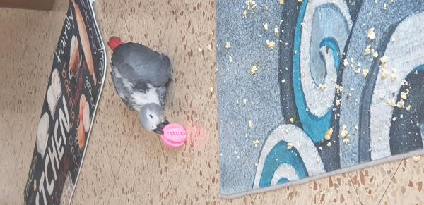 התוכי כרגע מסיים דייסה התחיל