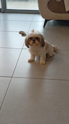 שני גורי שיצו נדירים ביופיים