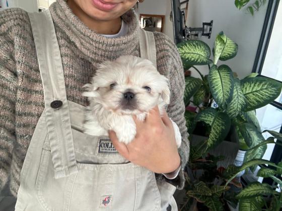 גורים זכרים בני 8 שבועות